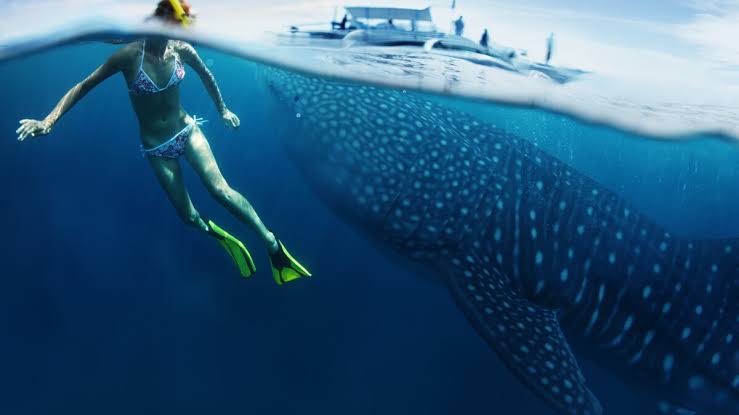 Nado con tiburón ballena y tour por la playa de Isla Mujeres
