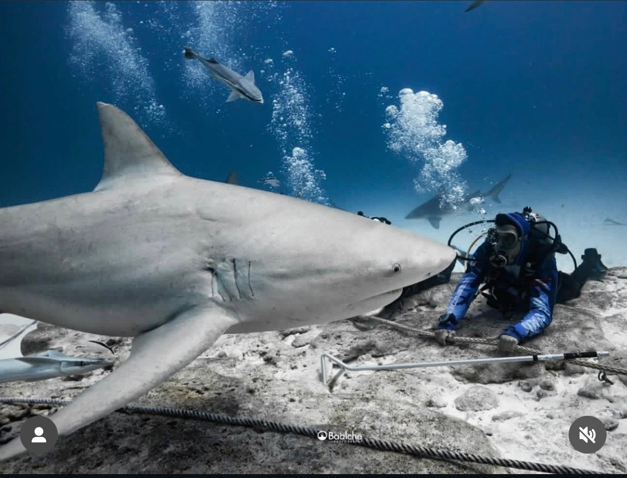 Buceo Certificado con Tiburon Toro ( Atracción)