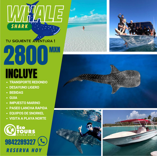 Nado con tiburón ballena y tour por la playa de Isla Mujeres
