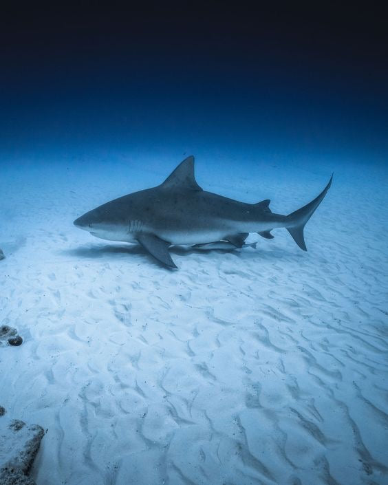 Buceo Certificado con Tiburon Toro ( Atracción)