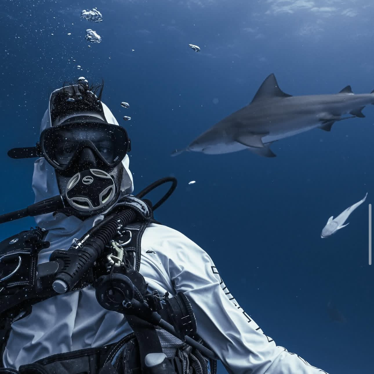 Buceo Certificado con Tiburon Toro ( Atracción)