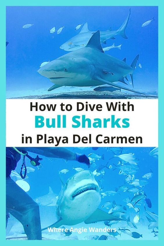 Buceo Certificado con Tiburon Toro ( Atracción)