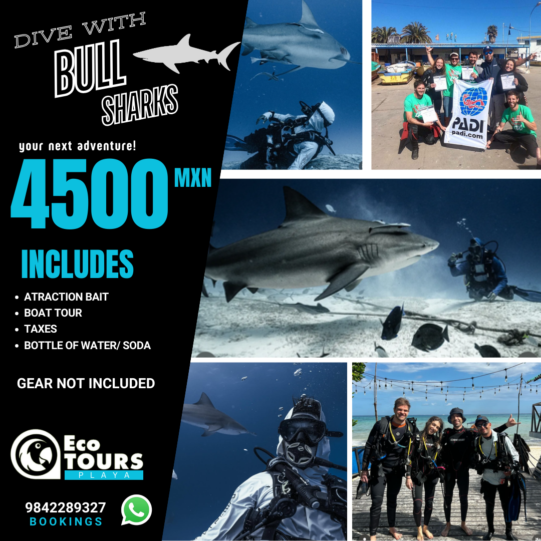 Buceo Certificado con Tiburon Toro ( Atracción)