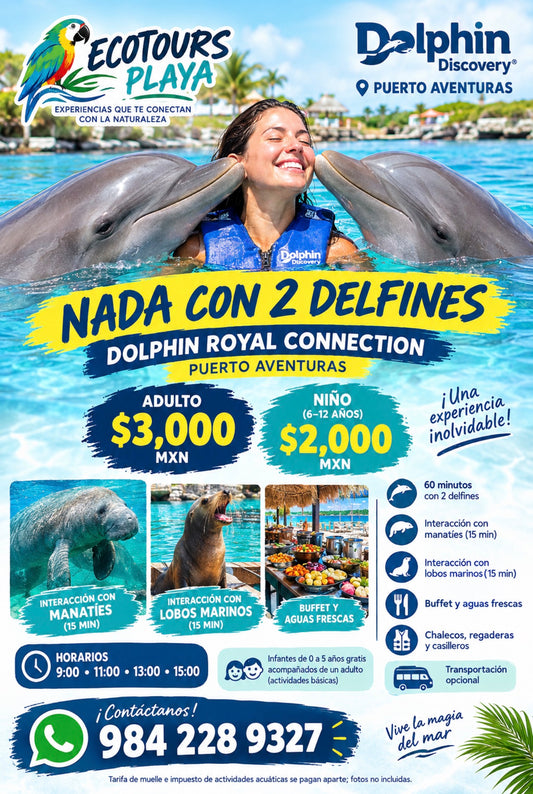 Nado con delfines | Royal Connection 60 mins | Puerto Aventuras