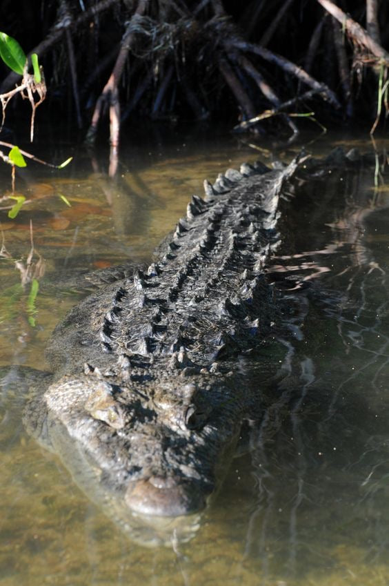Las Coloradas Rio Lagartos