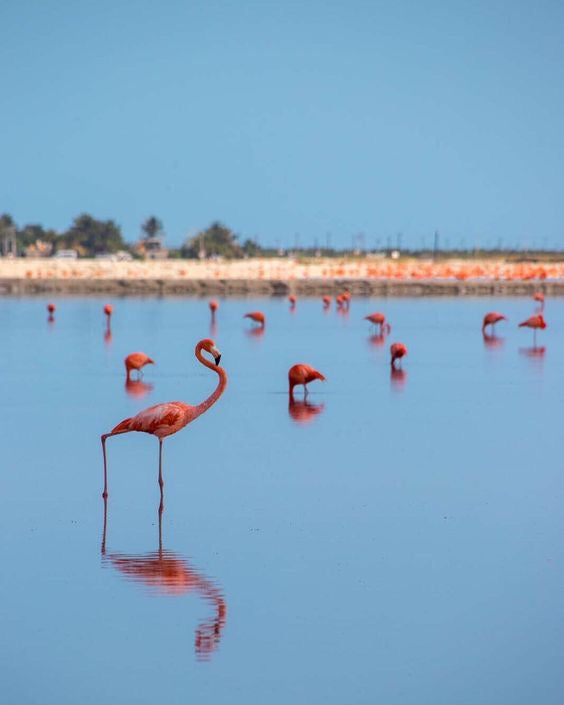 Las Coloradas Rio Lagartos