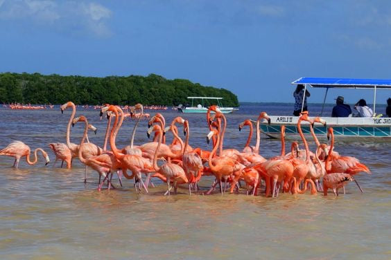 Las Coloradas Rio Lagartos