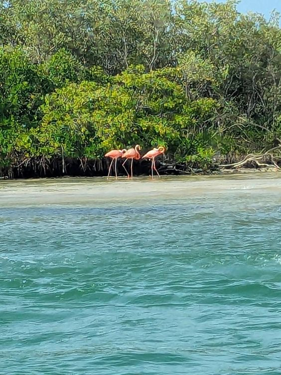 Las Coloradas Rio Lagartos
