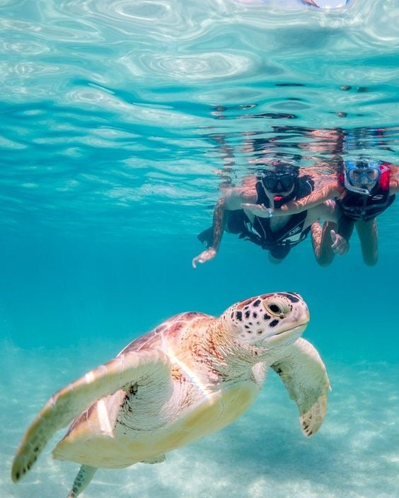 AKUMAL TORTUGAS + CENOTE