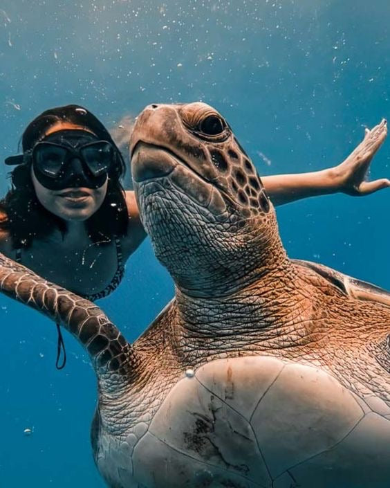 AKUMAL TORTUGAS + CENOTE