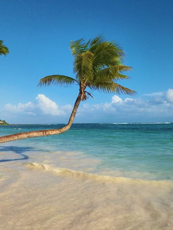 AKUMAL TORTUGAS + CENOTE