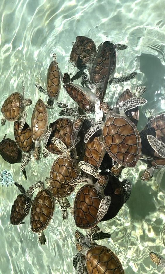 Tulum Ruinas + Nado con Tortugas + Cenote