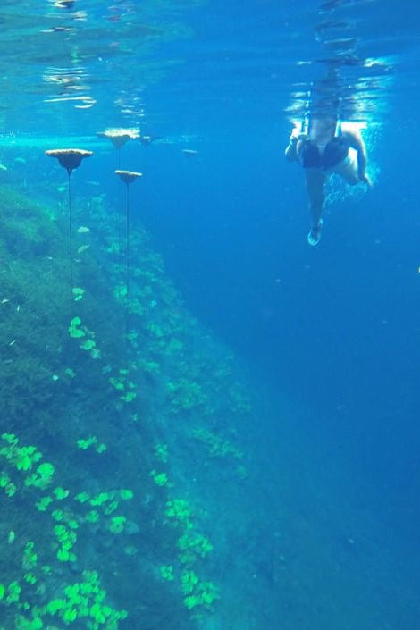 Xenotes Cancún el mejor Tour de Cenotes | $2,400 MXN