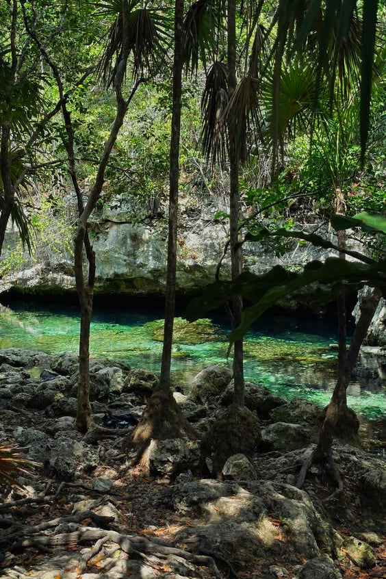 Xenotes Cancún el mejor Tour de Cenotes | $2,400 MXN
