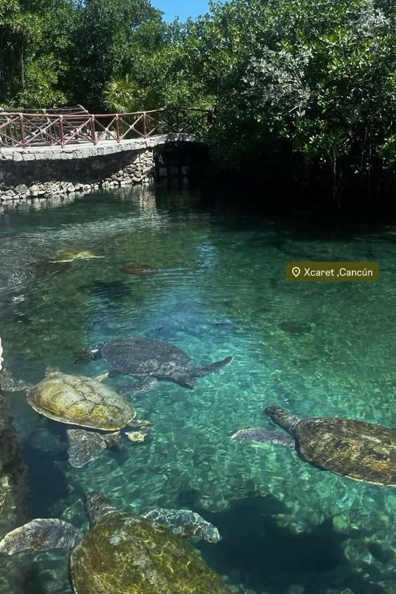 Xcaret Plus: Entrada + Comida Buffet