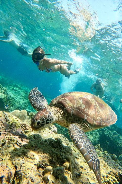 Akumal Adrenaline: Tortugas + ATVs + Tirolesas + Cenote