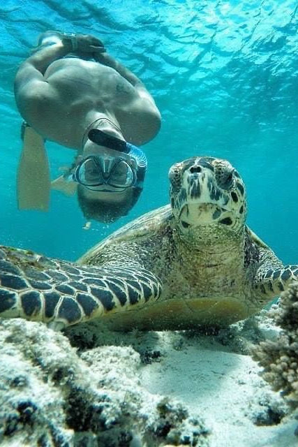 Akumal Adrenaline: Tortugas + ATVs + Tirolesas + Cenote