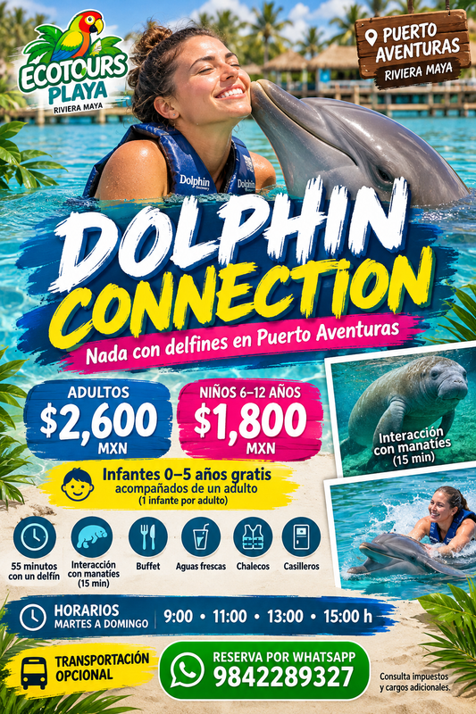 Nado con Delfines | Dolphin Connection 50 minutos | Puerto Aventuras