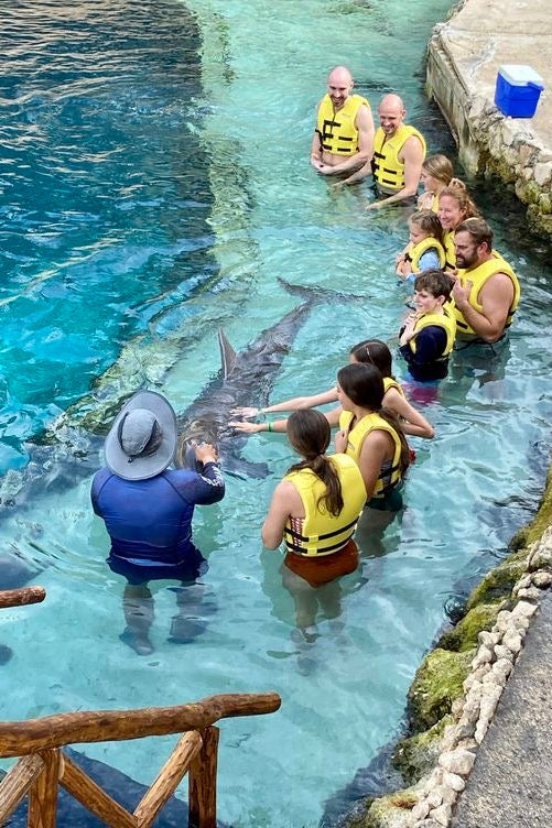 Nado con Delfines | Dolphin Connection 50 minutos | Puerto Aventuras