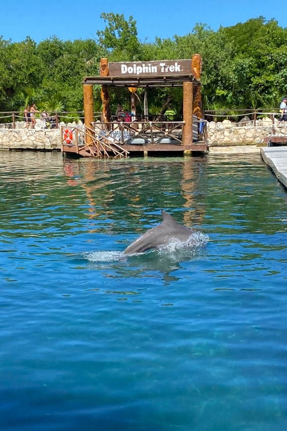 Nado con Delfines | Dolphin Connection 50 minutos | Puerto Aventuras