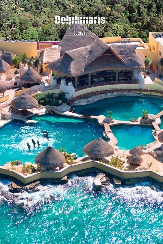 Nado con Delfines | Dolphin Connection 50 minutos | Puerto Aventuras