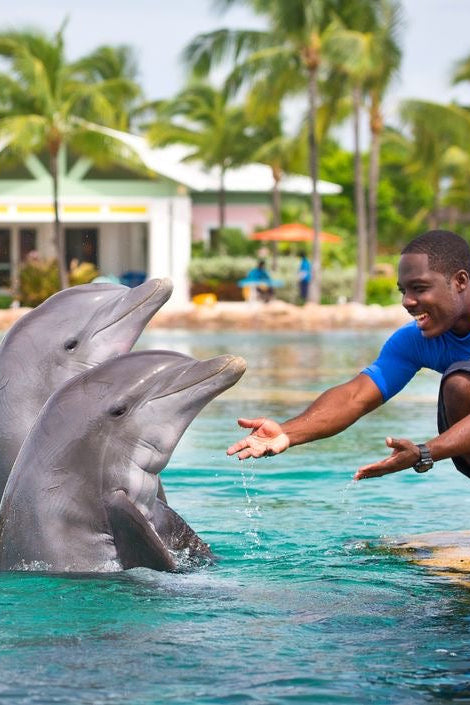 Nado con delfines | Royal Connection 60 mins | Puerto Aventuras