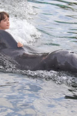 Nado con delfines | Royal Connection 60 mins | Puerto Aventuras