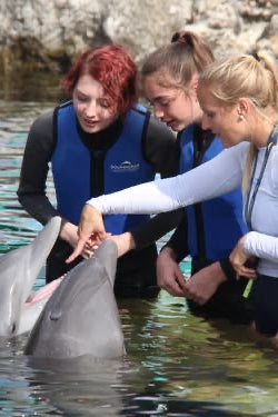 Nado con delfines | Royal Connection 60 mins | Puerto Aventuras