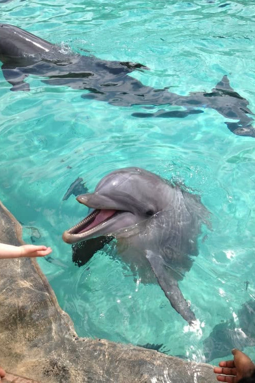 Nado con delfines | Royal Connection 60 mins | Puerto Aventuras