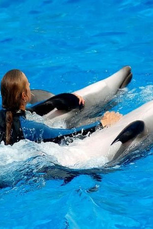 Nado con delfines | Royal Connection 60 mins | Puerto Aventuras