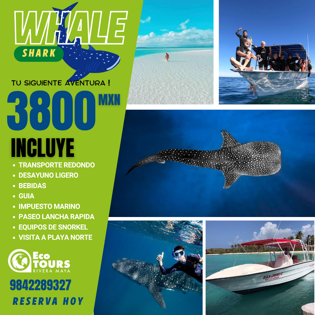Nado con tiburón ballena y tour por la playa de Isla Mujeres